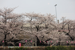 隅田川両岸の桜風景