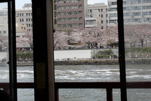 屋形船から見た桜