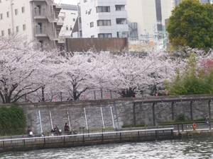 満開の桜風景
